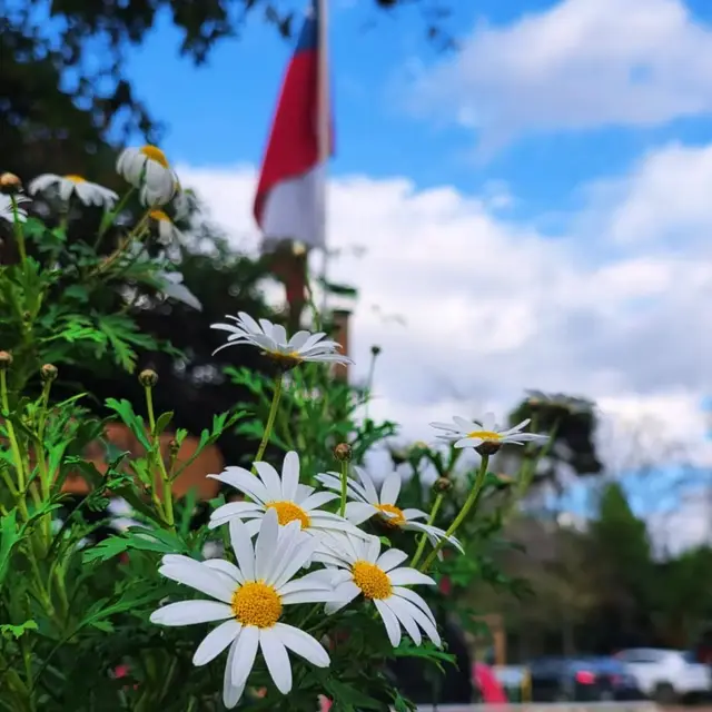 Cada día más lindo, cada día más verde 💚 🌸✨ En Acuapark el idilio las flores💐 están comenzando a florecer…