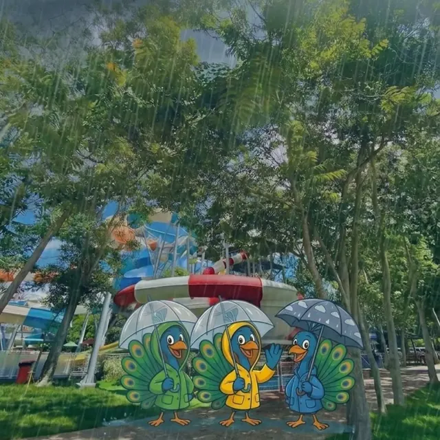 ¡La lluvia se dejó caer con todo! 🌧️☔ Al igual que nuestros queridos amigos 🦚, la clave para enfrentar este…